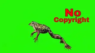 FROG #11  || GREEN SCREEN  || ANIMATION  || FREE 3D