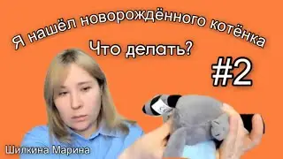 Инструкция по спасению новорождённого котёнка. Как кормить смесью. Видео 2