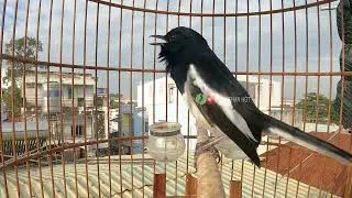 Hót Chuẩn GIỌNG NÚI RỪNG + ÂM DÀI.Luyện giọng chòe than HÓT HAY || Kích chòe than hót sáng
