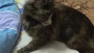 Laser show: Cat Tosya chase after laser.