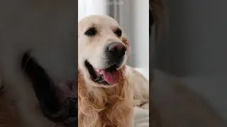 Goldardedanretriverdad 