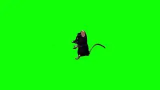 Rat Dancing Meme | Green Screen