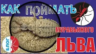 Муравьиные хитрости. Охота! Как быстро и легко поймать муравьиного льва.