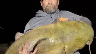 Weighing and releasing giant flathead 