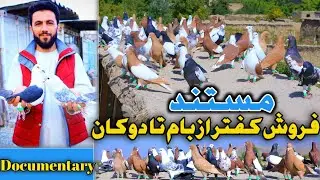 فرصت طلایی|خیل فروشی که 250.000 هزار افغانی خریدار دارد|Afghani Pigeons sales documentary|Assmyee