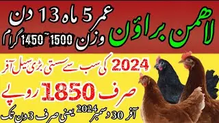 Lohmann Brown Egg laying hen | New year 2025
