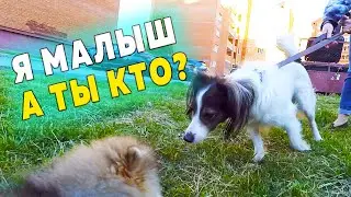 Spitz puppies are 107 days old. Spitz and female fans. Acquaintance with a big dog. Puppies home alo