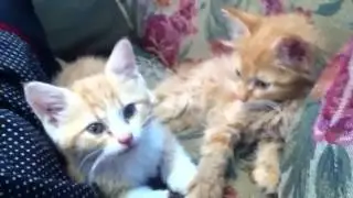 Kittens1
