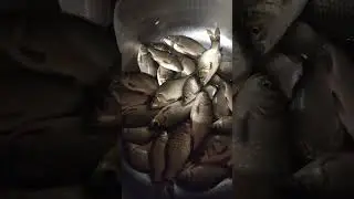 Вот так и живём.. #рыбалка