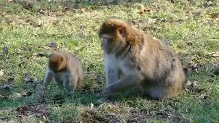 Animals Video || Monkey Funny || Pet Videos 