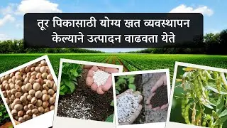 तूर पिकासाठी योग्य खत व्यवस्थापन केल्याने उत्पादन वाढवता येते