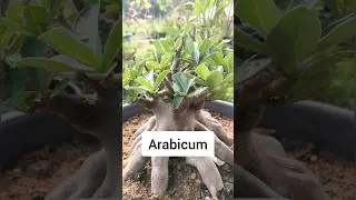 Arabicum root trained #shorts