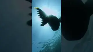 Beautiful ocean life by Alfredo Barosso 
