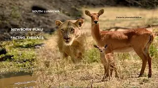 NEWBORN PUKU FACING PREDATOR THREATS