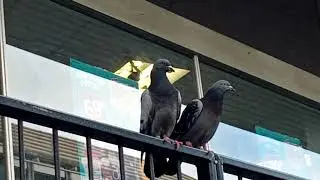 groovy pigeon 🐦