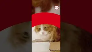 ROYAL CANIN® - Por que gatos amam caixas?