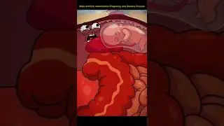 Pregnancy and delivery process