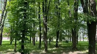 Ostrava walking tour 2024/Summer walk around woods in Ostrava Czech Republic