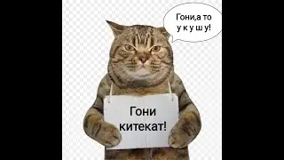 Шерстяной рэкетир!