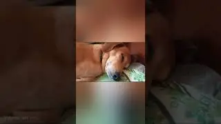 сладкий сон сторожевого пса