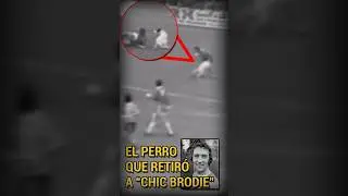 El perro que retiró a un jugador escocés 🐶 