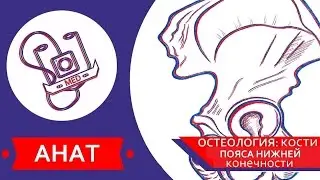 MED || Анат/Остеология №6 || Кости пояса нижней конечности