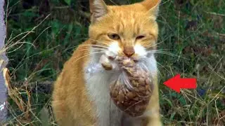 A stray cat takes food only in a bag. When they found out the reason, everyone was amazed!
