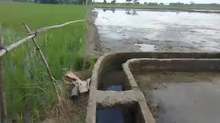 Let's farm contact me. #farming #doradezamboanga #boytapangvlogs