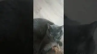 кишо