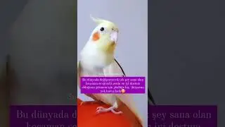 #shorts #sultanpapağanı #kuşlar #birds #viralvideo