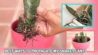EPISODE 29 THE BEST WAYS TO PROPAGATE MY SNAKE PLANT BY LEAF CUTTINGS
