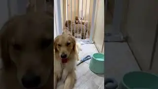 Poodle Fights Golden Retriever🐶Genki VS Momo#poodle #goldenretriever #shorts #dogfight #dogplaying