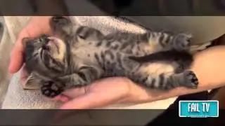 Funny Cats   Funny Cat Videos   Fail Tv   Funny Cats Compilation 2016
