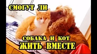 Спаниель Сёма: Смогут ли собака и кот жить вместе. КАК ПОДРУЖИТЬ КОТА И СОБАКУ