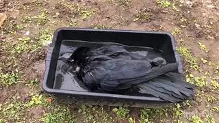 А у нас водные процедуры😉