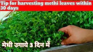 Methi leaves harvesting| Tip for harvesting methi leaves within 30 days | मेथी उगाये तीन दिन में