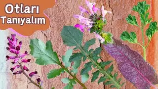 I PROMOTE THE HERBS IN VERY CLOSE UP / Blackthorn, Poppy, Labada, Shahtere, Ballıbaba Herbs