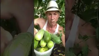 Огурчики-кабанчики #деревня #nature #village #экопродукция #экотуризм #shortvideo #shorts #short