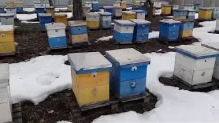 Карника в конце февраля