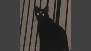 I DIDN'T MEAN TO DIE