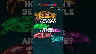 How many sea turtle species are there?