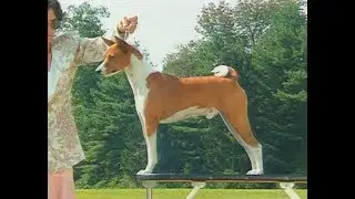 Basenji