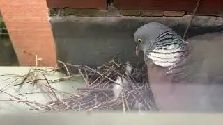 pigeon cam
