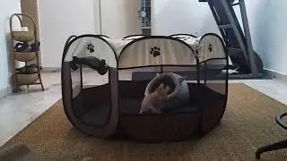 Jumping kitten