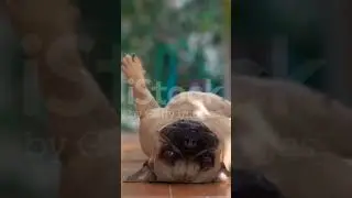 животные с озвучкой😁