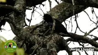 BOYERO NEGRO
