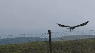 мус'аб ибн умейр