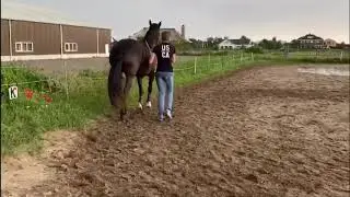 Langeteugelen juni 20