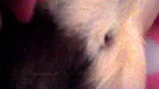 Guinea Pig with 5 Nipples