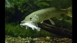 И СНОВА НА РЫБАЛКУ ЗА ЩУКОЙ.